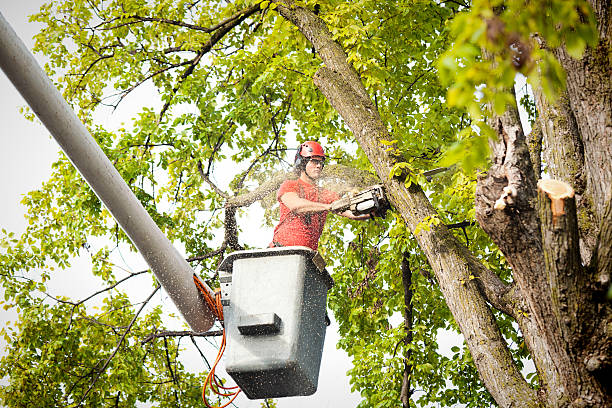 Trusted Ballard, UT Tree Services Experts